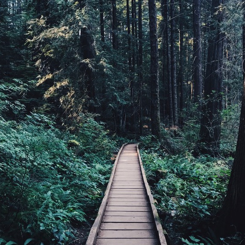 The enchanted world